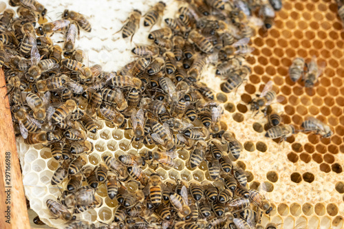 westliche honigbienen eines imkers in ihrer beute mit rähmchen  photo