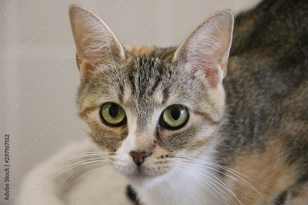 cute up-looking tricolor cat head portrait