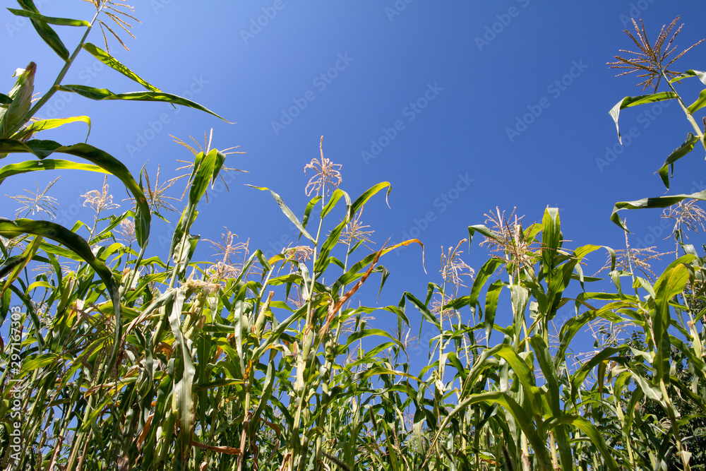 visual and blue sky taken through cornfield visual and blue sky taken through cornfield