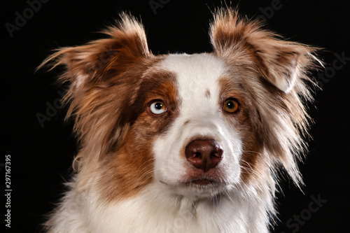 Dogs shot in Studio on black and natural backgrounds. Posing and portrait shots of dogs