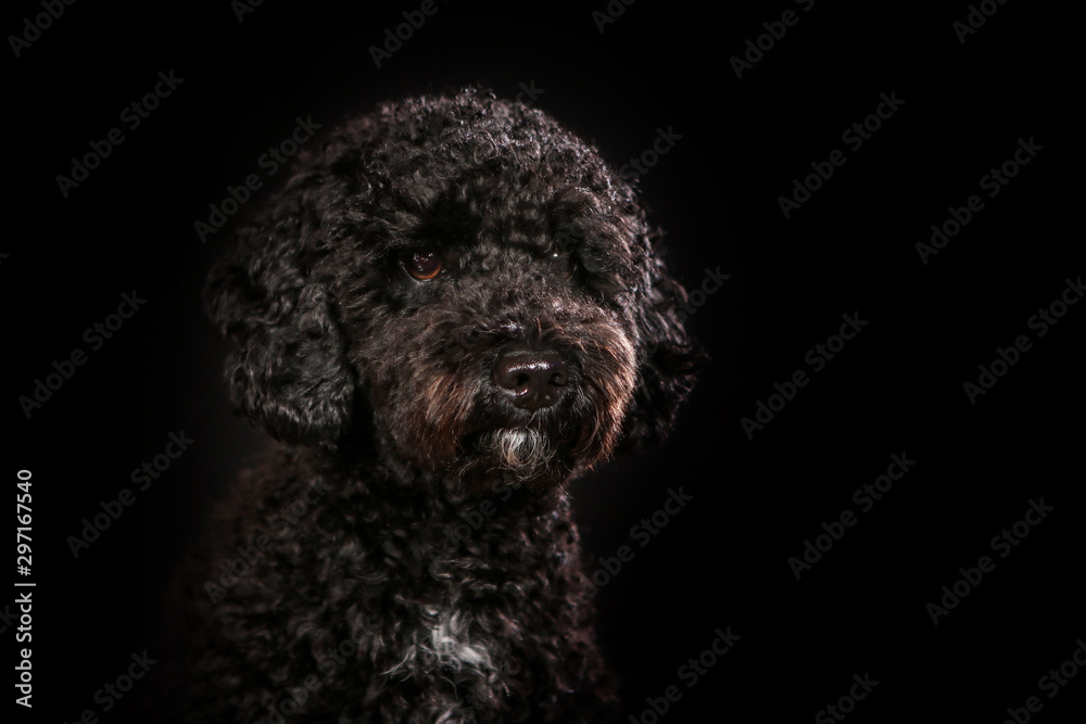 Dogs shot in Studio on black and natural backgrounds. Posing and portrait shots of dogs