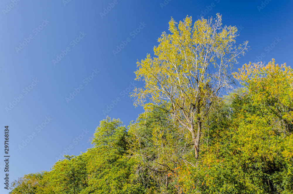 Fall yellow towering tree