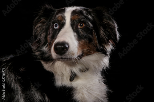 Dogs shot in Studio on black and natural backgrounds. Posing and portrait shots of dogs