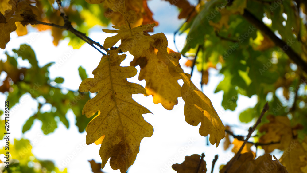 yellowed leaves on a tree in autumn