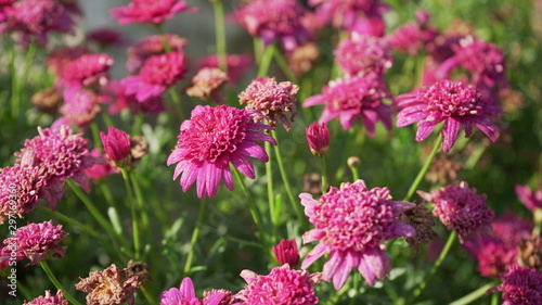 pink flowers