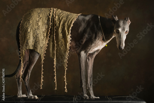 Large  black greyhound  covered with a silk scarf and a gemstone chain