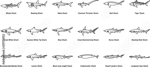 Set of Shark Icons and Illustrations photo