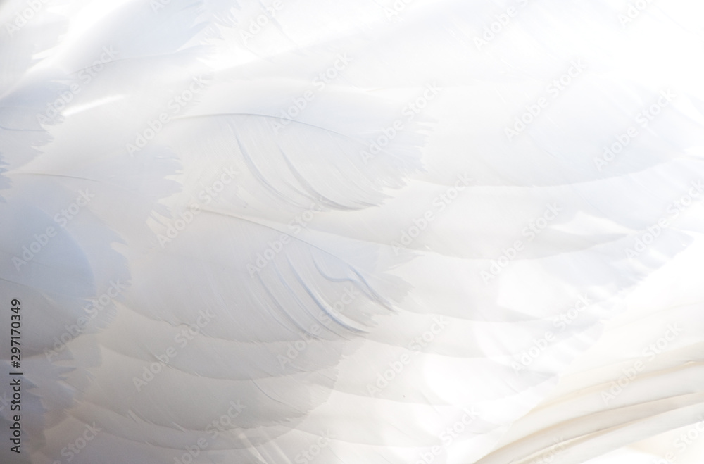 Obraz premium White plumage of swan