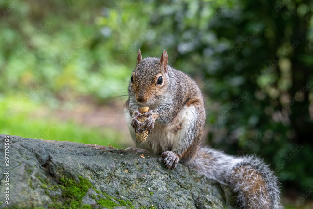 Fototapeta premium Beautiful Grey Squirrel Feeding on a Log
