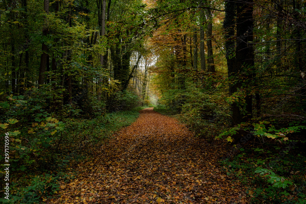 Obraz premium Leśna ścieżka w naturalnym lesie