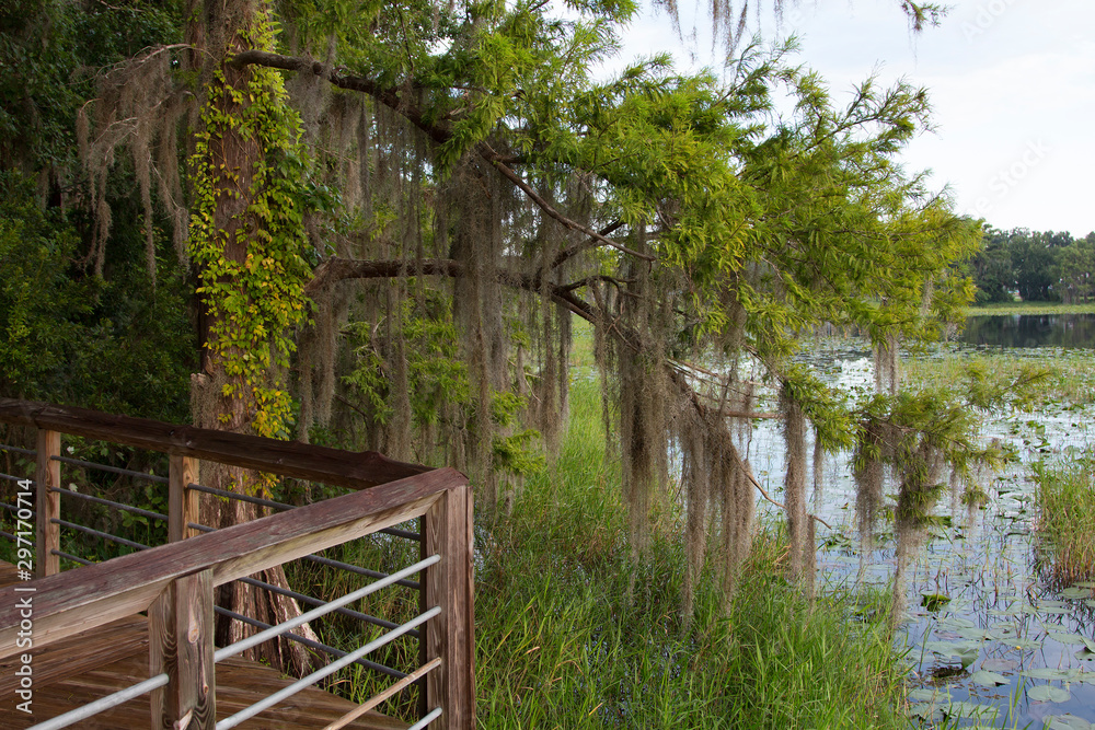 Boardwalk through Cypress, Lake Henderson, Inverness, Florida Boardwalk through Cypress, Lake Henderson, Inverness, Florida
