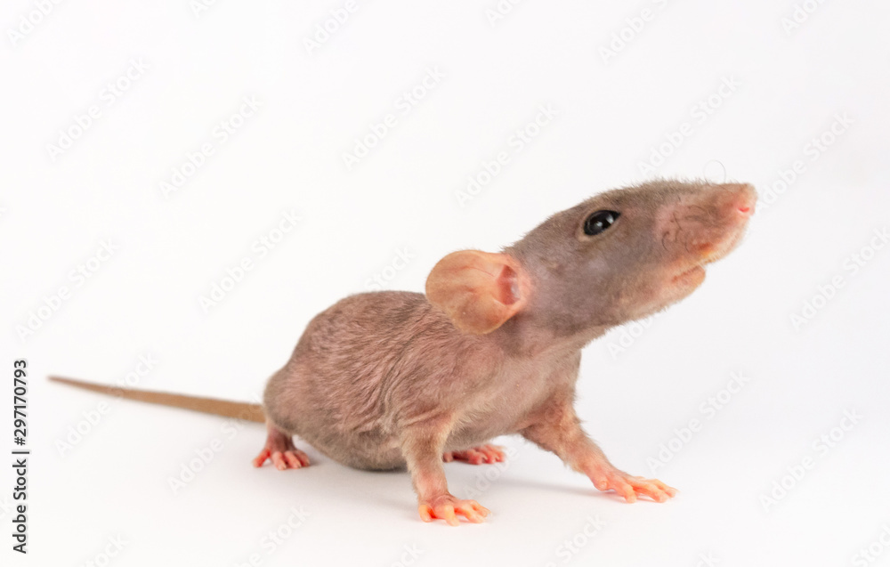 Gray Dumbo Sphinx rat isolated on white background Gray Dumbo Sphinx rat isolated on white background