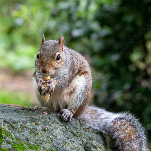 Beautiful Grey Squirrel Feeding on a Log