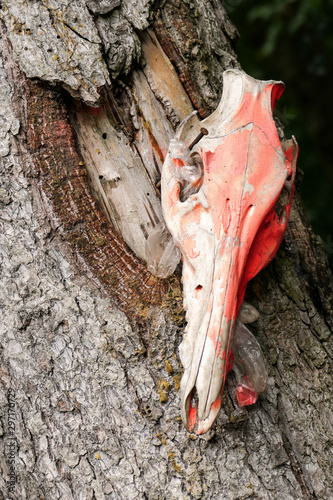blut roter Schädel eines Wildschweins als Warnung an Baum im Wald genagelt