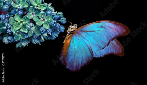 Piękny niebieski motyl Morpho na kwiatku na czarnym tle. kwiat bzu w kroplach rosy na czarnym tle. liliowy i motylkowy. skopiuj spacje.