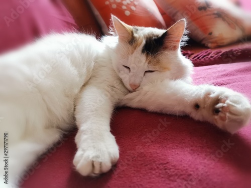 Fototapeta Naklejka Na Ścianę i Meble -  cat in bed