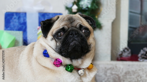 Close-up portrait of funny surprised pug dog in christmas costume looking at camera and turns head, gifts and christmas tree in the background, New Year and Christmas concept