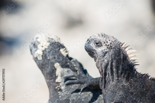 Two black iguanas, one in profile and the other one blurred, Galapagos, Ecuador