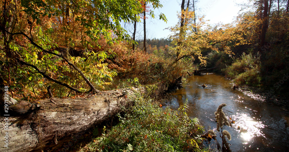 Autumn landscape with river and forest, Mienia river nature reserve, Mazovia, Poland