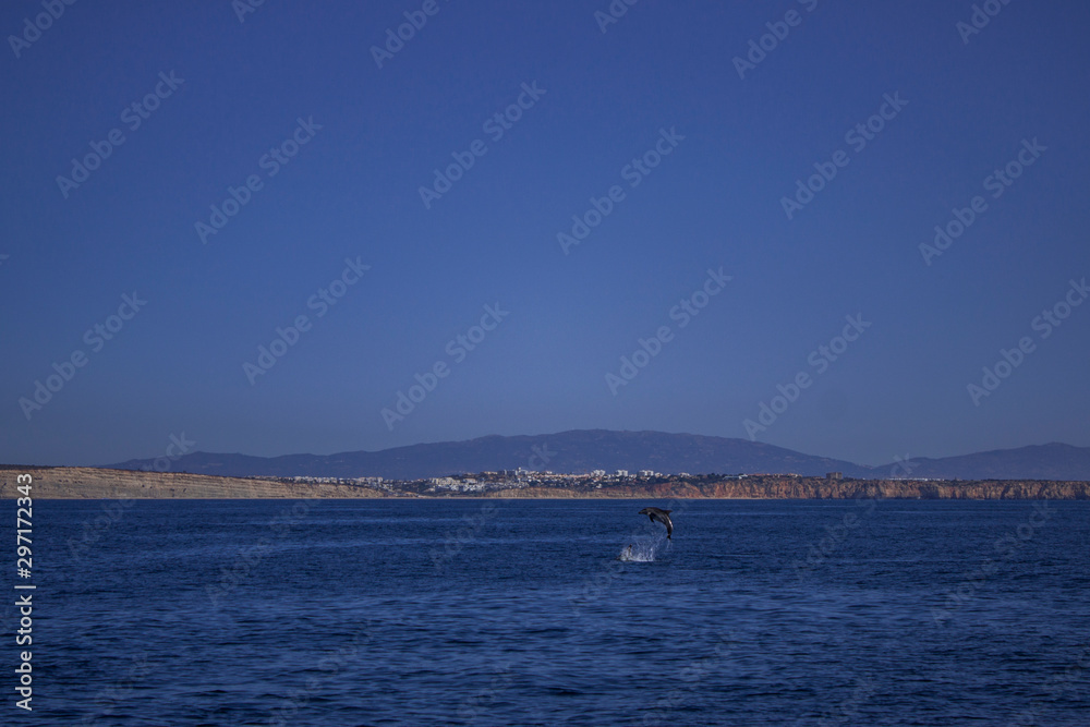 dolphin in atlantic ocean