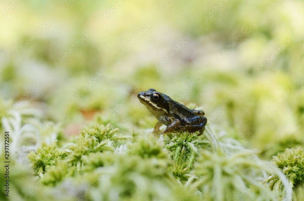 Fototapeta premium Young Moor Frog (Rana arvalis) in moss