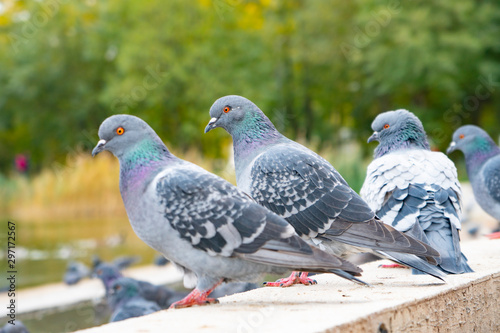 gray pigeons sit on the concrete path