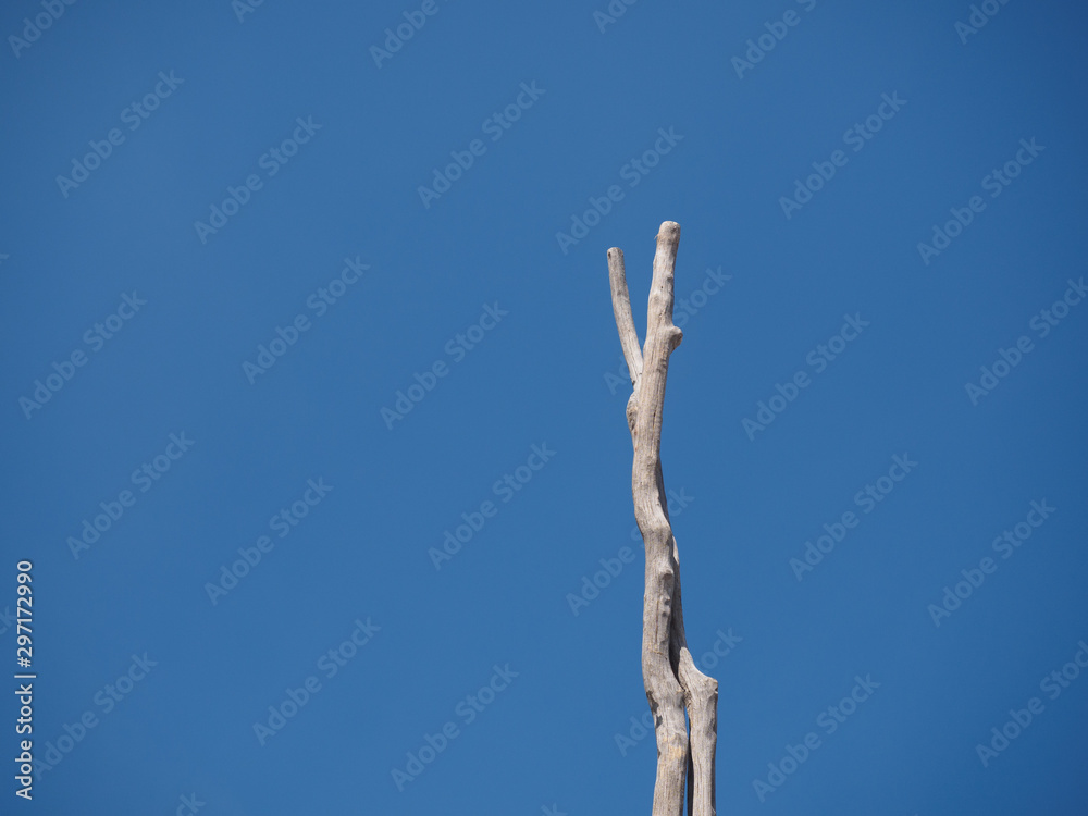 Zwei kahle verschlungene Äste vor blauem Himmel