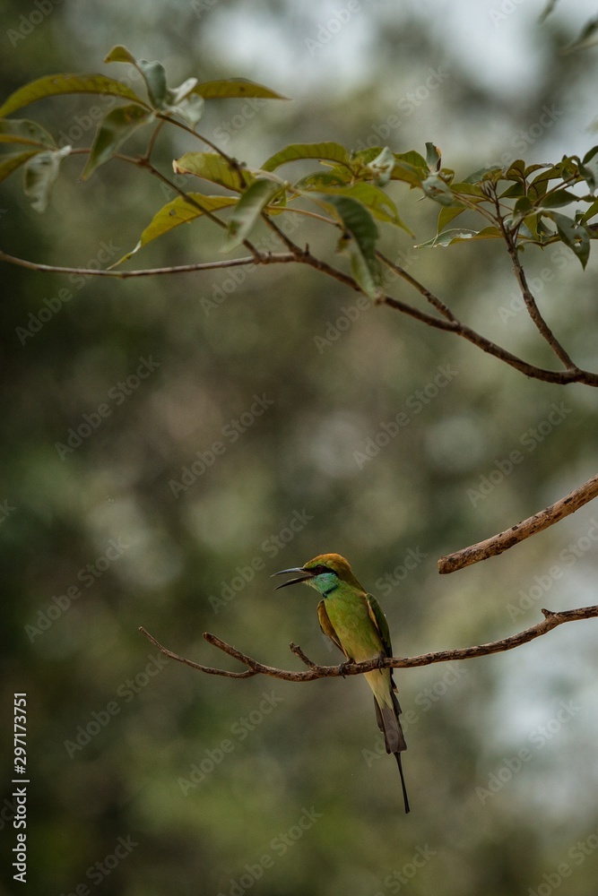 Obraz premium The blue-tailed bee-eater (Merops philippinus) perching on branch, colorful bird on clear background, Yala National Park, Sri Lanka, exotic birdwatching in Asia,bird in natural environment