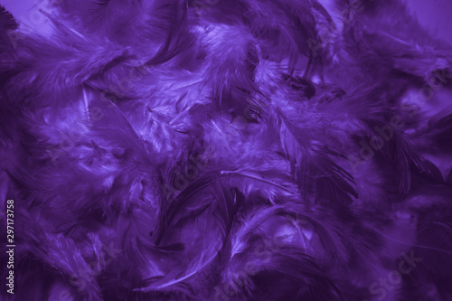 Beautiful abstract pink and purple feathers on black background and colorful soft white blue feather texture pattern