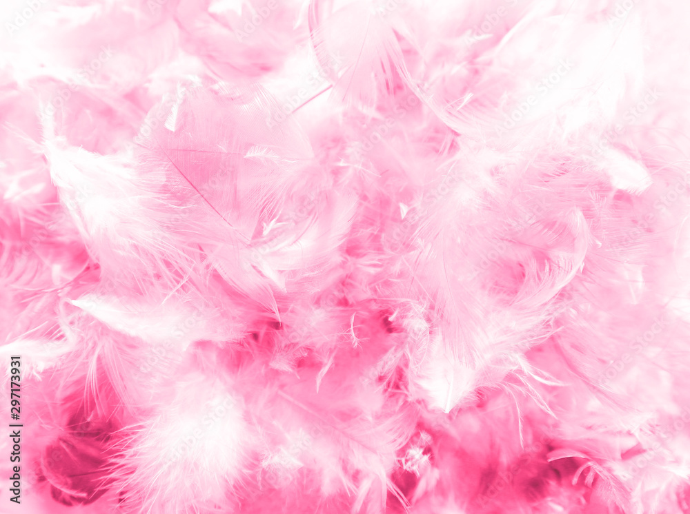 Beautiful abstract pink and purple feathers on darkness background and colorful soft white blue feather texture pattern