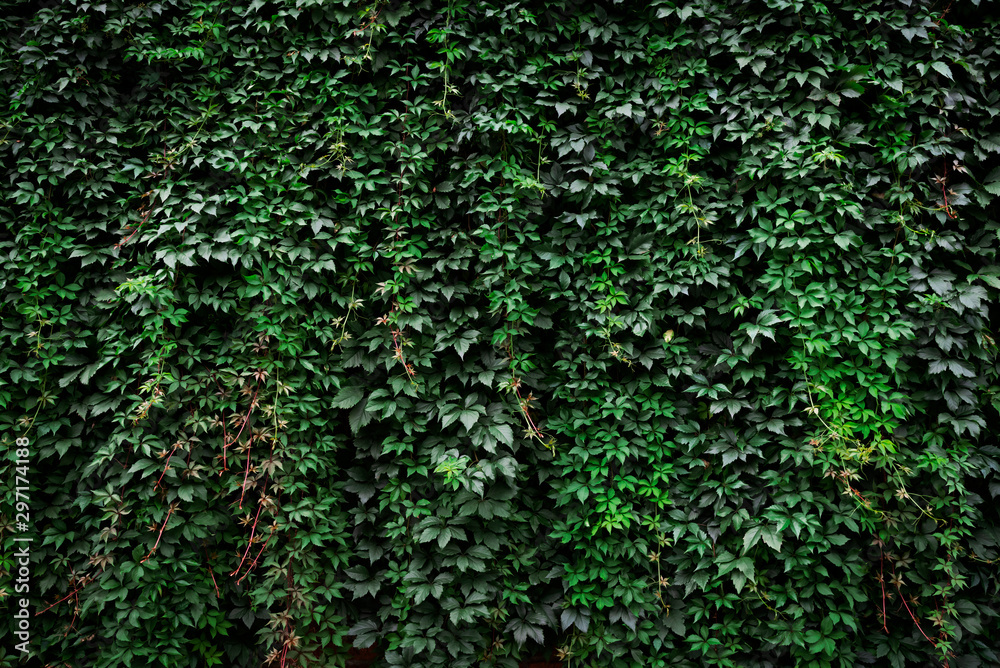 Large archival old wall covered with lush green ivy plants (high details).