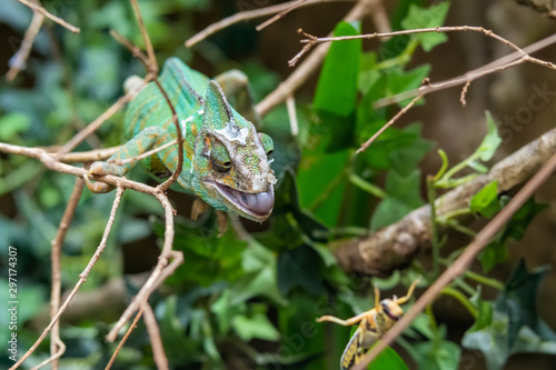 Chameleon Trying to Cattch a Grasshopper © Ian