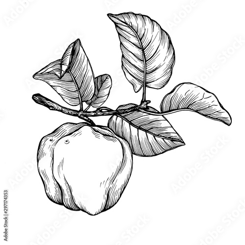 Tableau sur toile A branch of ripe quince (cytonia) fruit with leaves