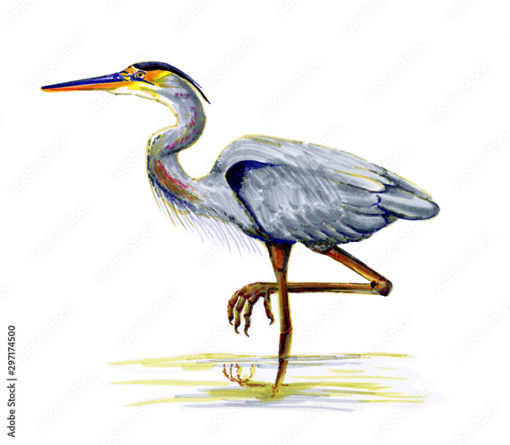 Fototapeta premium heron standing one leg in the water, drawing with markers