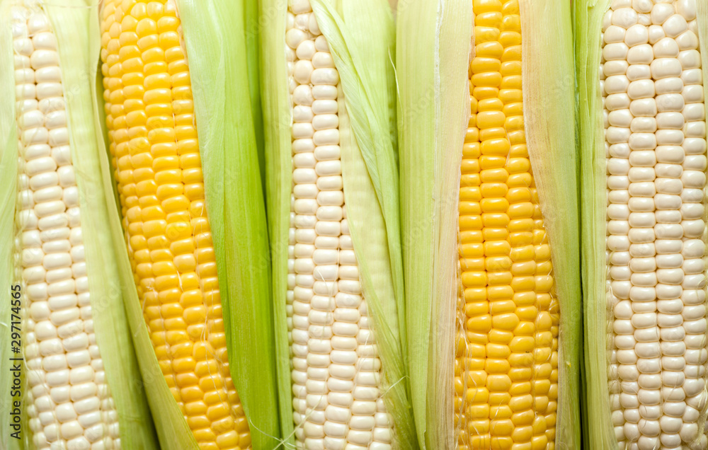organic white and yellow corn with leaves organic white and yellow corn with leaves