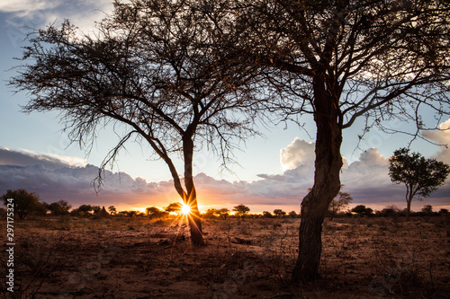 african sunset in namibia flare between trees