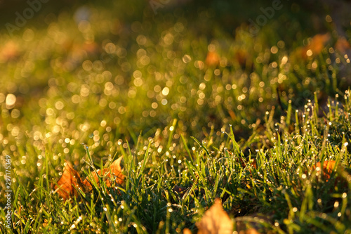 Close up  dew drops with colourful glitterling bokeh (autumn colours) and natural sunlight. Defocus green pasture, fallen yellow brown orange maple leaves and beautiful sunrise are in the background.