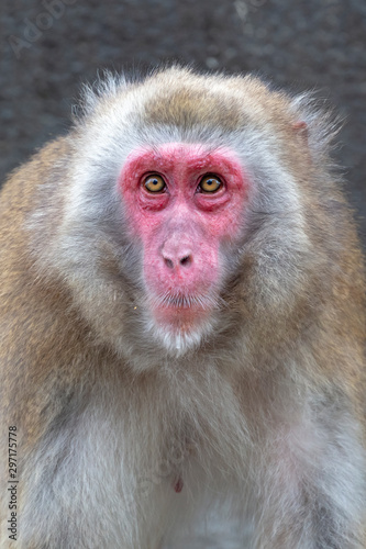 Close up portrait of a Japanese macaque © Edwin Butter