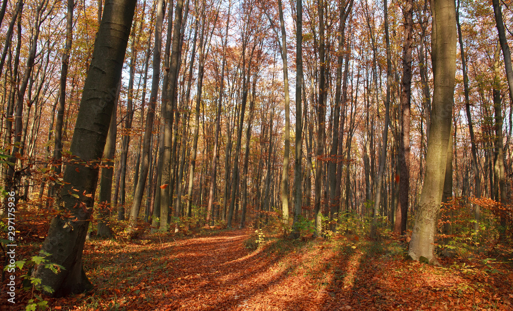 Fototapeta premium Autumn forest landscape yellowed foliage of trees in sunset light