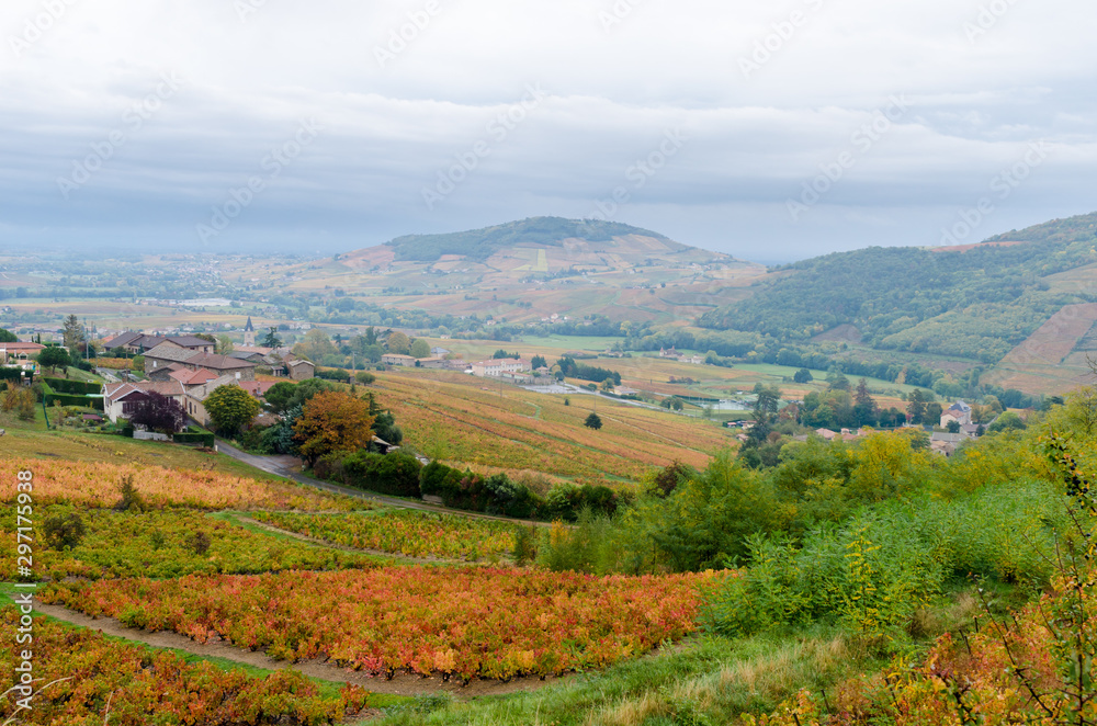 Beaujolais vineyard at fall