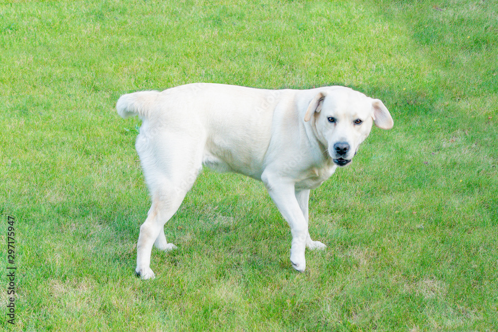 Dog Labrador playing in the yard Dog Labrador playing in the yard