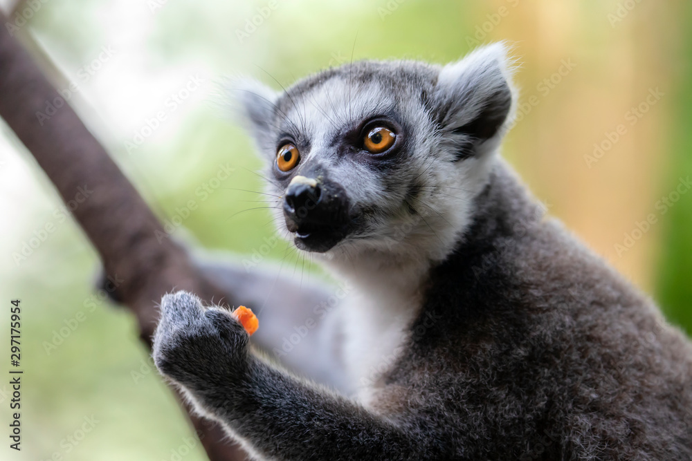 Ring-tailed lemur on background,close up Ring-tailed lemur on background,close up