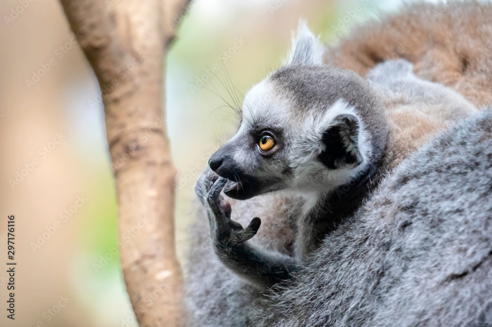 Obraz premium Ring-tailed lemur on background,close up