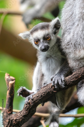 Ring-tailed lemur on background,close up