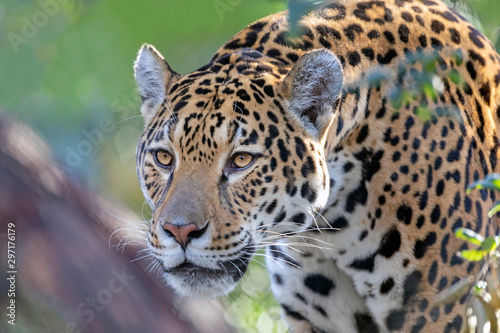 Fototapeta Naklejka Na Ścianę i Meble -  Closeup portrait of Jaguar on blurred background