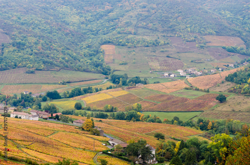 Beaujolais vineyard at fall