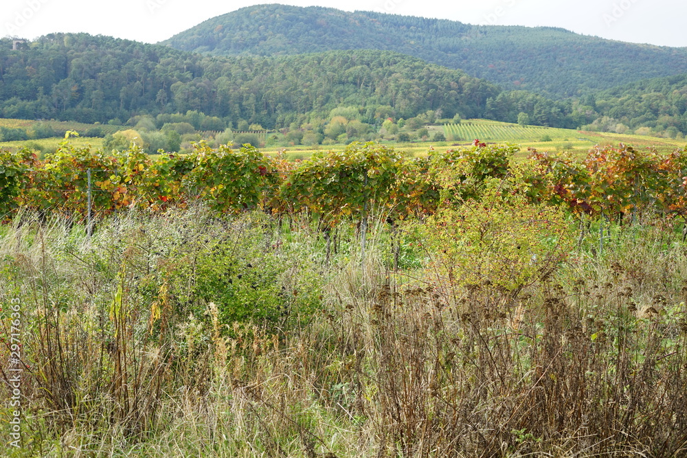 Fototapeta premium Sonnige Landschaft in den Weinbergen der Pfalz