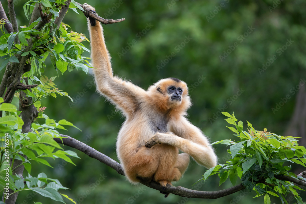 Naklejka premium Female Yellow-cheeked gibbon in a tree