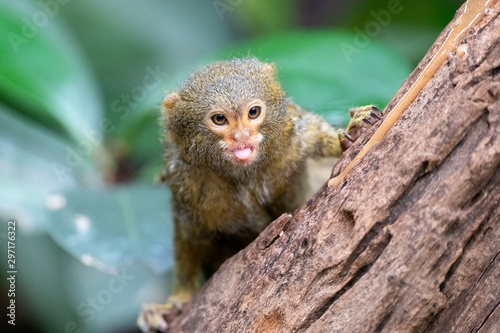 Photos portrait of a Pygmy marmoset in natural habitat