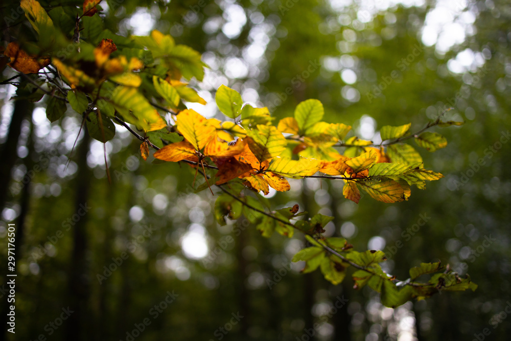 Herbststimmung mit gefärbten Blättern an einem Zweig Herbststimmung mit gefärbten Blättern an einem Zweig